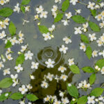 Cosmética facial profesional natural Bleu Marine Bretania para cabinas estéticas