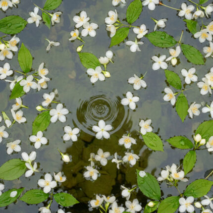 Cosmética facial profesional natural Bleu Marine Bretania para cabinas estéticas